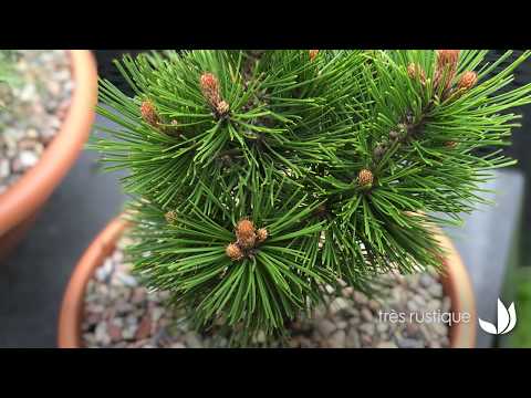 Vidéo: Pin de Weymouth. Formes décoratives de plantes conifères