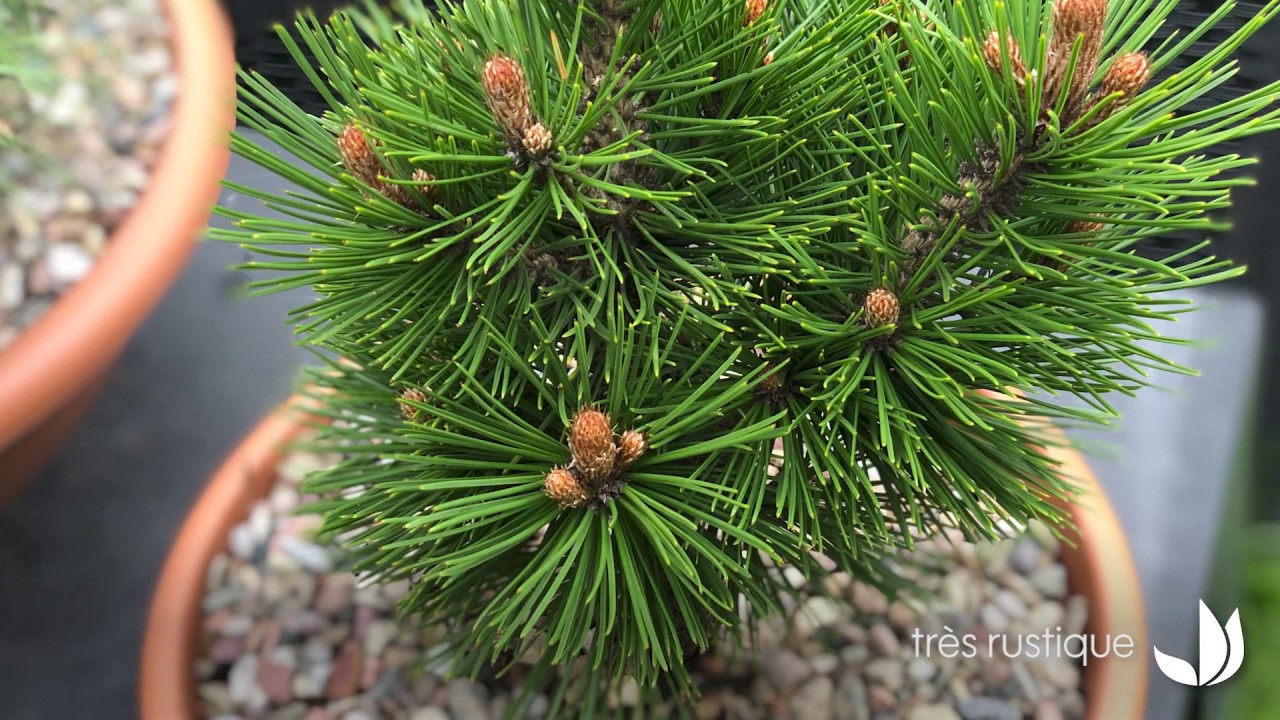 Pins nains : petits conifères décoratifs pour balcon et terrasse - Truffaut