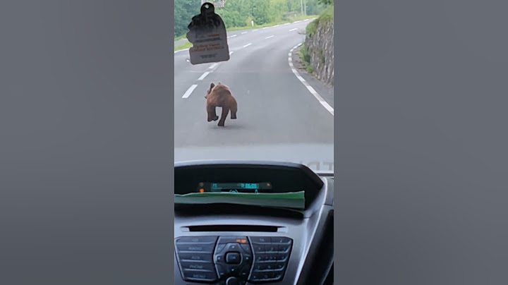 Medved v Trpčanah pri Ilirski Bistrici