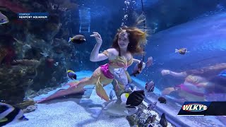 Mermaids coming to the Newport Aquarium soon