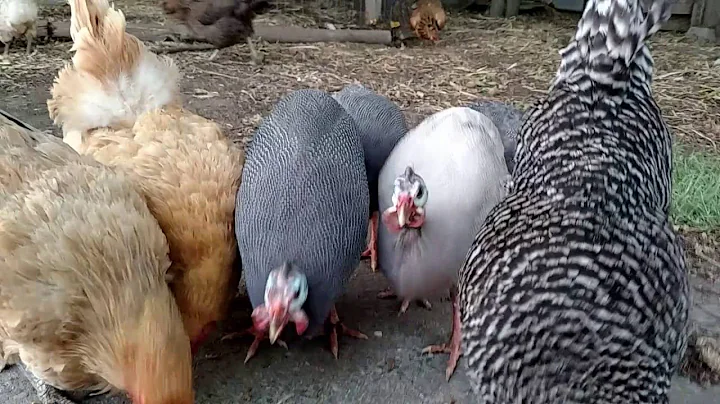 Guineas first day out