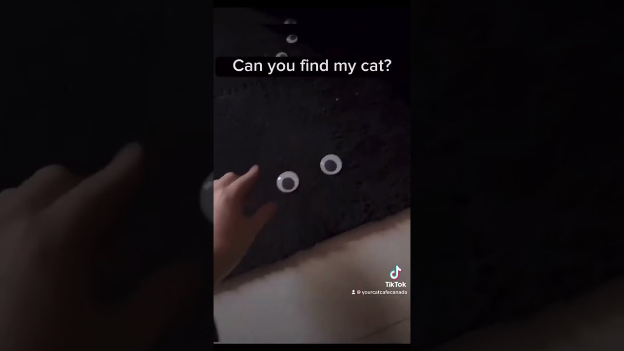Can You Find Him Funnycats Cat Blackcat