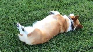 My corgi loves to wiggle