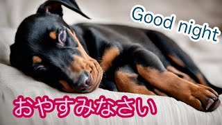 【子犬と眠れる音楽】今夜はドーベルマンの子犬と一緒に眠ろう💤 🐶Sleep music with puppies @sleepingdogs2123 by 今夜も子犬と眠ろう 35 views 3 weeks ago 22 minutes