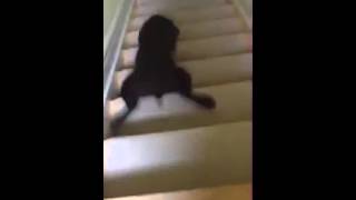 Hund rutscht Treppe runter Video: Tiere