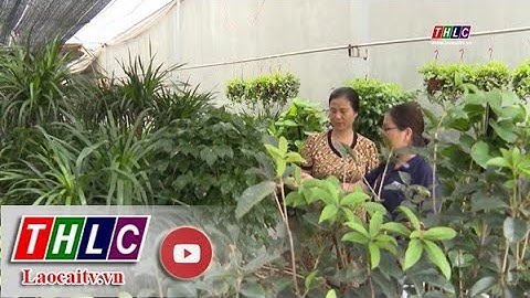 Tin thị trường ngày 8/12: Sôi động thị trường hoa, cây cảnh phục vụ Tết | THLC