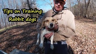 Training Beagles to run Rabbits / Fast Rabbit dogs/How to train great  beagles to run rabbits