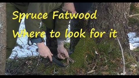 Scout and collecting Spruce Fatwood