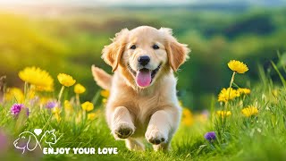 Dog Sleep Music for Dogs🐶Reduce anxiety Stress for pets🐶💖Relax my dog🎵Healingmate