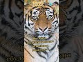 Символ года тигр 🐯