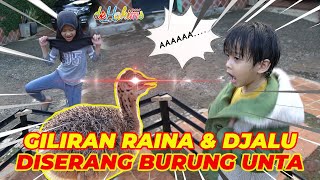 GILIRAN INA DAN DJALU YANG DISERANG BURUNG UNTA
