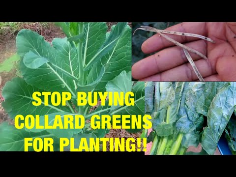 Video: Growing Collard Greens: Hoe en wanneer om Collard Greens te plant