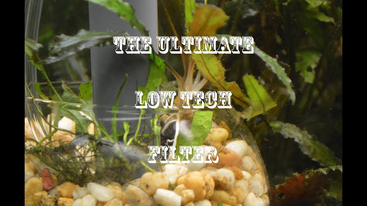 HOW TO make DIY the ultimate bubble filter low tech tank YouTube