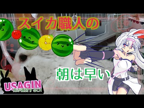 スイカ作ってる230111【うさぎが運営してるVtuber】