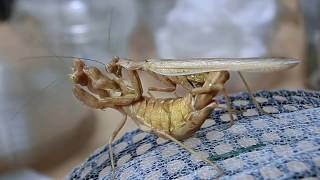 Ameles Spallanzania Mating