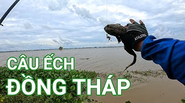Đồng Tháp nước đạt đỉnh,ếch vào kênh rất nhiều || Câu ếch mùa nước nổi (Tập 19)