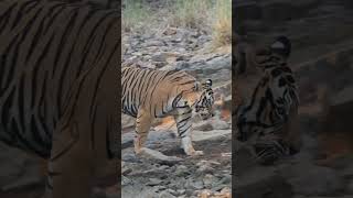 Huge Male Bengal Tiger drinking water #tiger #tigersafari #bengaltiger #ranthambore  #reel