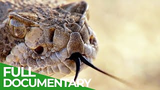 The Most Dangerous Wildlife Moments - Part 1 Free Doentary Nature