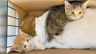 Little stray kittens not trust human after got rescued by Julia Modas 1,493 views 3 days ago 6 minutes, 30 seconds