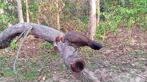 Leej twg nyiam poj qaib dawb nrej do dab f2 nug tau  02057797973