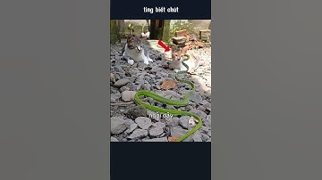 con rắn xanh tấn công 2 chú mèo