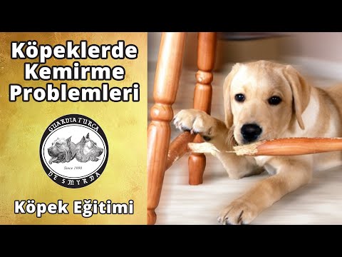 Video: Köpekler neden Ağaç Kabuğu Yiyor?