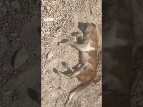 دست‌آوردهای ایران اشغالگر/ کشتار سگها تا مصرف گوشت آنها