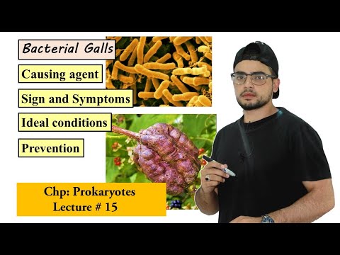 Video: Chrysanthemum Crown Gall Symptom – Behandling av mammor med Crown Gall Disease