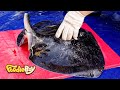 흑가오리 / Pitted stingray - Korean Street Food / 포항 죽도어시장