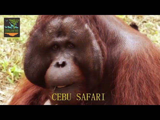 Nyanyian Safari | Cebu, Filipina class=