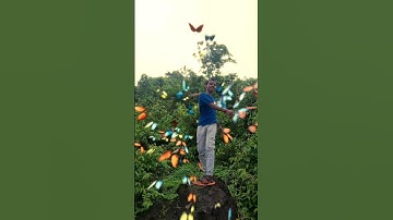 How to do butterfly editing in capcut #viral #shorts #edit edi