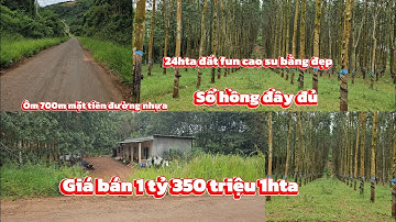 24hta đất fun cao su đang cạo /đất ôm 700m mặt tiền đường nhựa Lên ONT OK