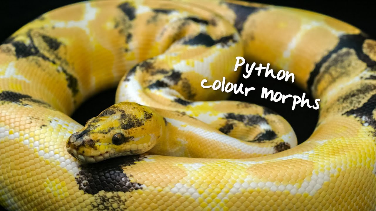 Python colour morphs - YouTube
