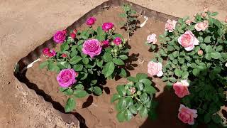 Первое цветение роз Хайди Клум, Анжелла, Боскобель 2021г