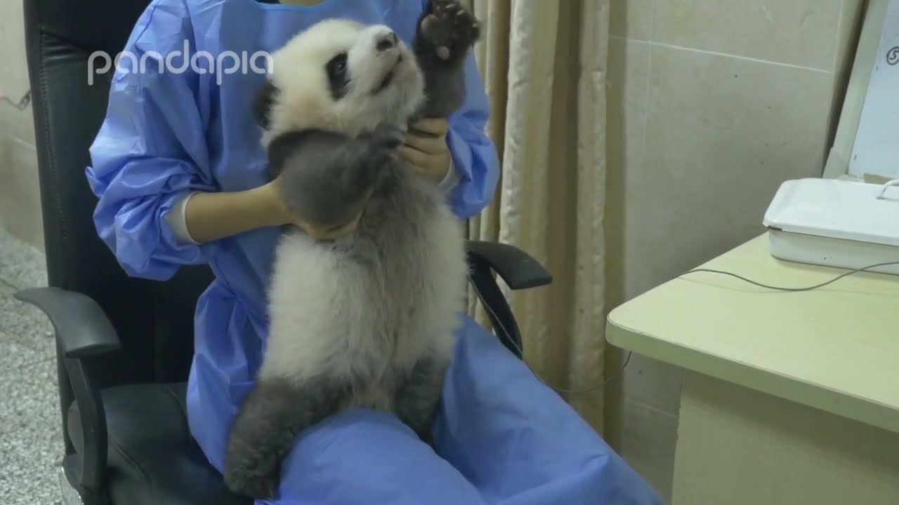 A little cute panda entertaining the nannies