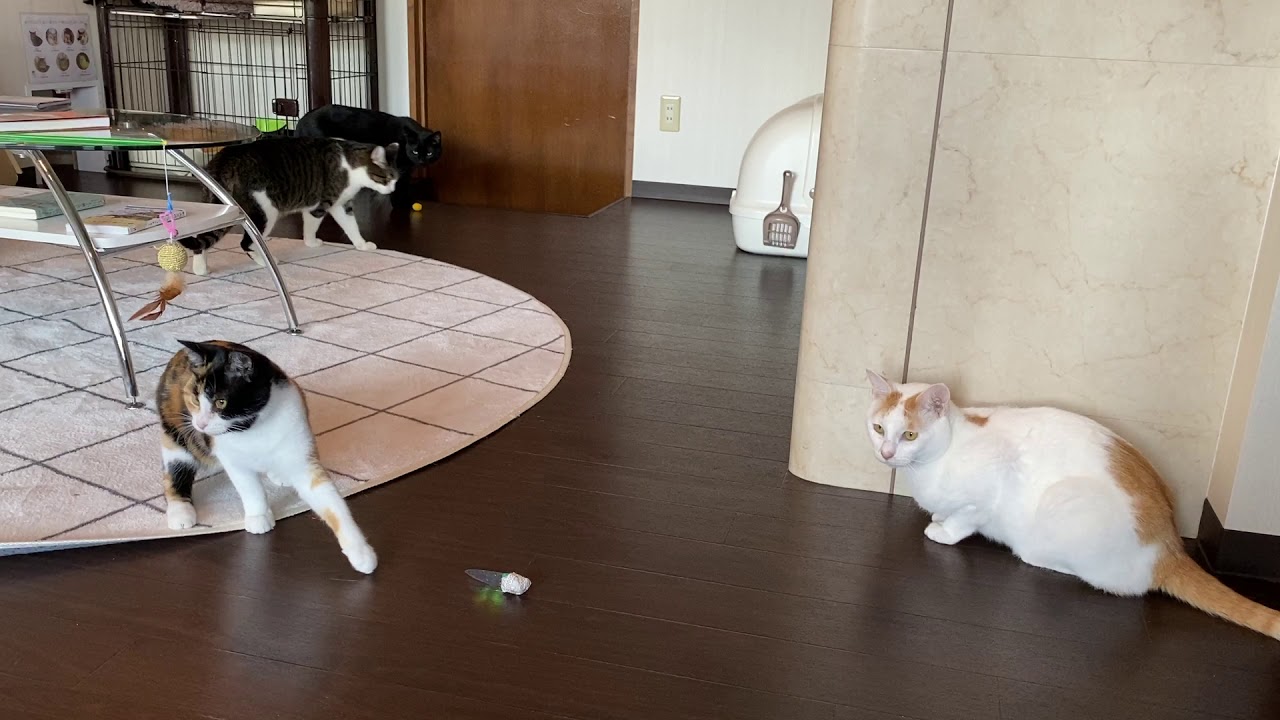 保護猫カフェ Moco おもちゃで楽しく遊ぶネコちゃんたち 高知県高知市 Youtube
