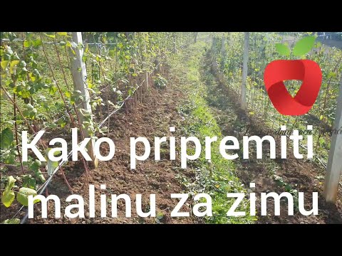 Video: Obrada stabala u jesen. Prskanje drveća u jesen