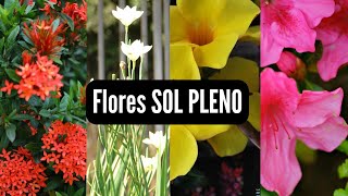 20 Flores de sol pleno.