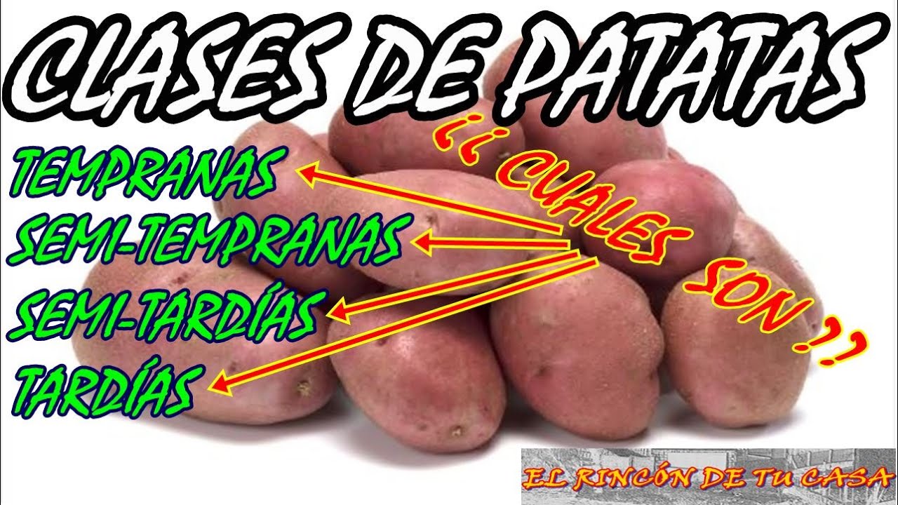 CLASES de PATATAS y ÉPOCAS de SIEMBRA.( tempranas, semi-tempranas, semi-tardías y tardías )