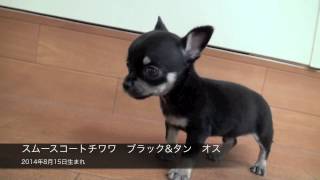 スムースコートチワワ ブラック タン オス 14年8月15日生まれ Youtube スムースコートチワワ ブラック タン オス 14年8月15日生まれ Youtube