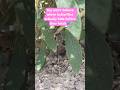 You won't believe where butterflies actually hide before they hatch! #caterpillar #butterfly #shorts