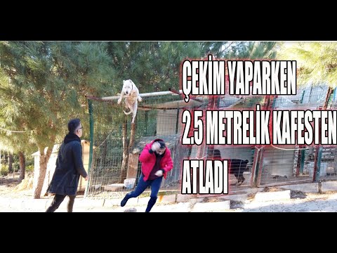 PİTBULL ATTACK ÇEKİMLER SIRASINDA ZOR NALAR KAFESTEN ATLADI.mp4