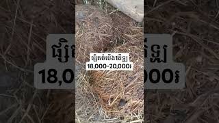 របៀបរកលុយងាយៗនៅផ្ទះ#ផ្សិតចំបើង#ណែតម៉ារ៉ាឌី
