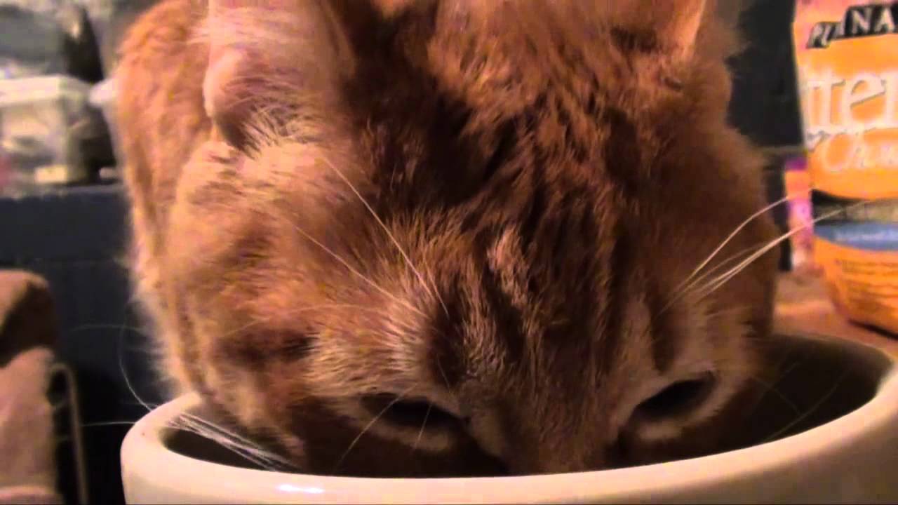 Cute Orange Cat Eating....Loudly Rusty RustyAndPals YouTube