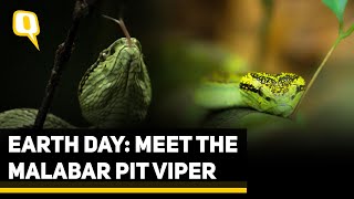 Wild You Were Sleeping Epi 1 | From the Western Ghats, Meet the Malabar Pit Viper | Earth Day