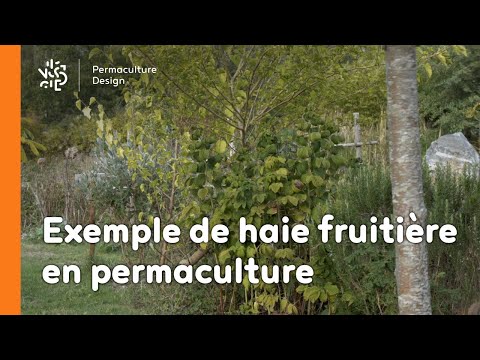 Vidéo: Comment faire une haie alimentaire : faire pousser des haies faites de plantes comestibles