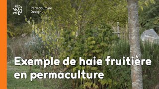 Haie fruitière en permaculture : l’exemple chez Stéphanie