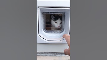 My Kitten Using His Cat Door for the First Time || ViralHog