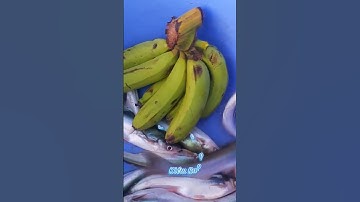 #Shorts / Tuyệt chiêu câu cá dứa cá xác sọc mồi này nó khoái lắm miền tây sông nước #KiềmRapper