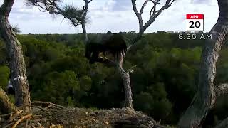 Second Eagle Fledges At NEFL Bald Eagle Cam